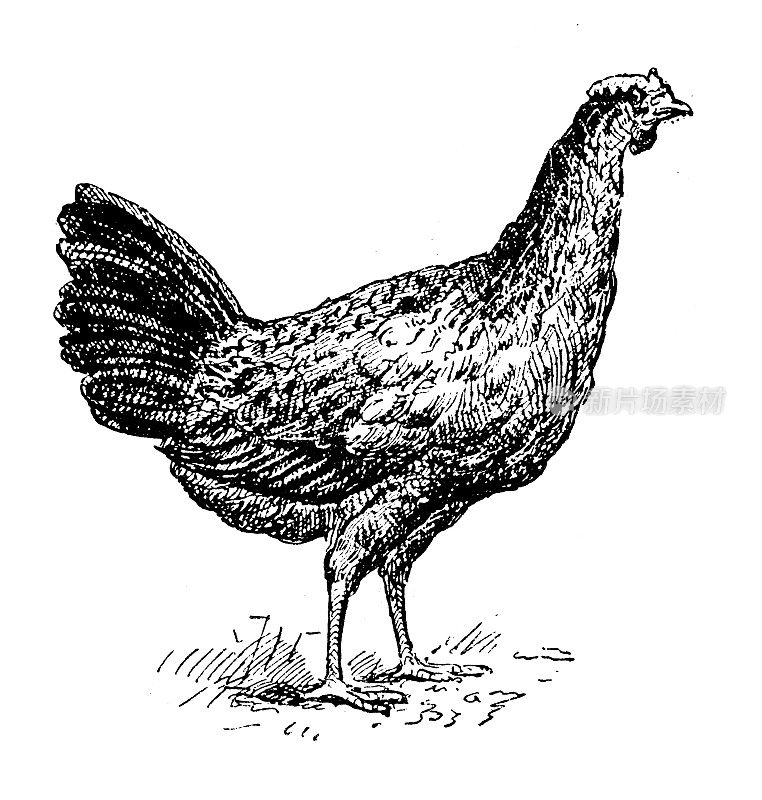 古董插图:hen de la Bresse